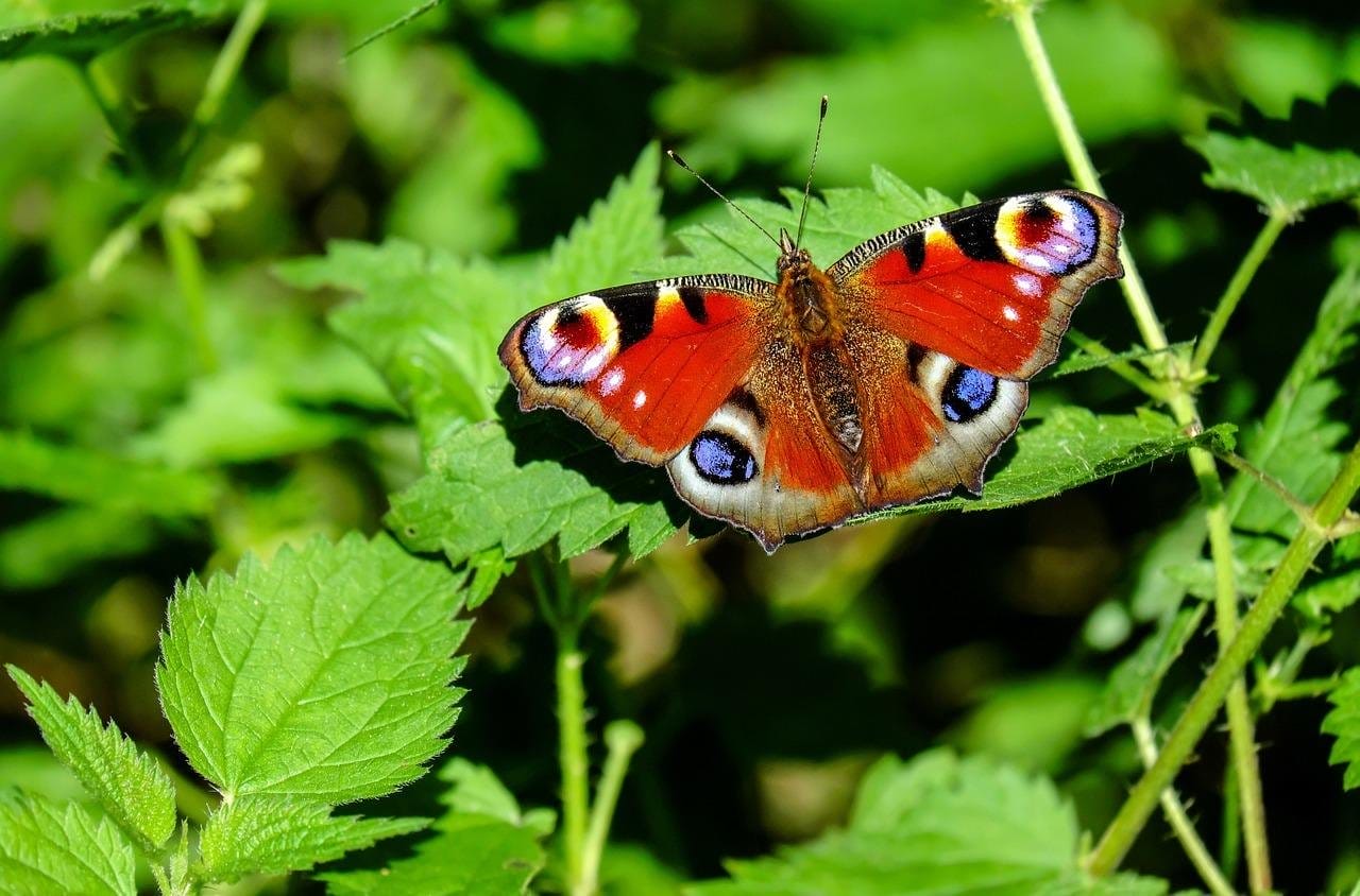 You are currently viewing Papillon : Significations et Présages Mystiques